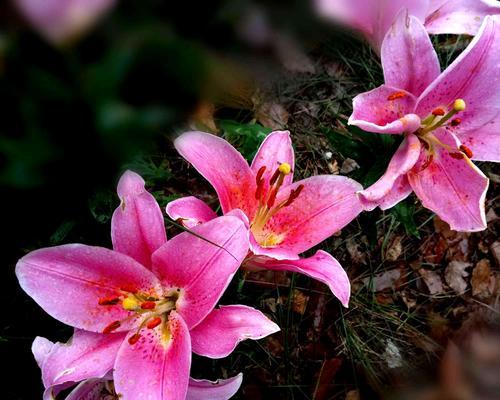 粉色百合花的花语和寓意（揭示粉色百合花的意义及象征）