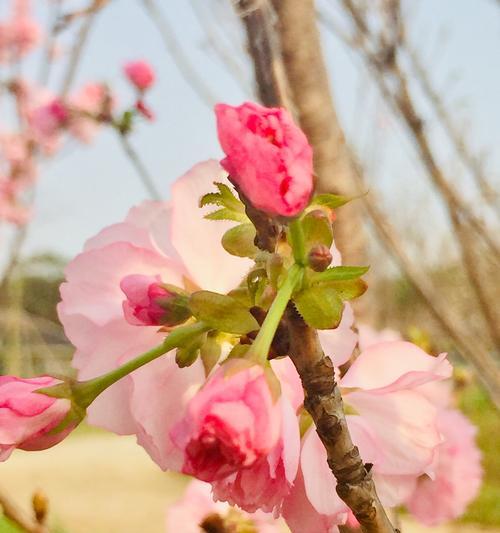 樱花的花语与象征（粉色樱花的美丽与浪漫）