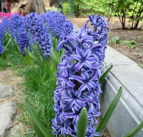 风信子的花语与意义（解读风信子花语，传递爱与希望）