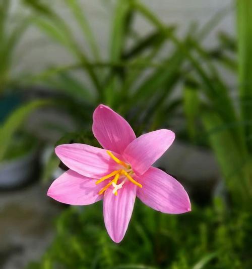 风雨兰的花语（探寻风雨兰的花语之美）