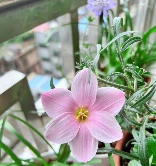 风雨兰的花语（探寻风雨兰的花语之美）