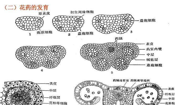 植物种子的形成与发育（从受精到胚珠成熟，了解种子的生长过程）