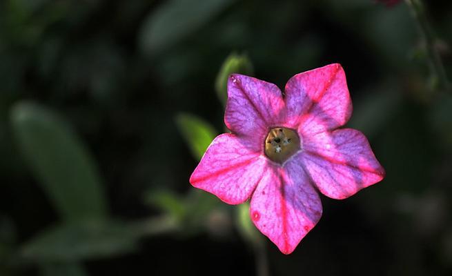 花烟草，荒诞与美的交织（探寻烟草艺术的内涵）