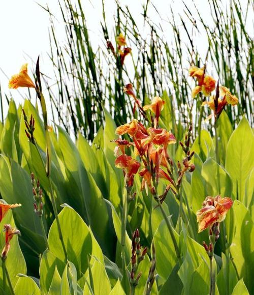 红花蕉常见虫害及防治措施（了解红花蕉的虫害，保护你的绿色财富）