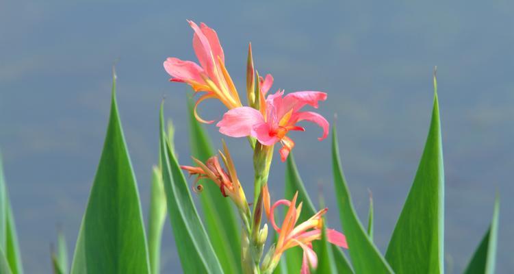 红花蕉常见虫害及防治措施（了解红花蕉的虫害，保护你的绿色财富）