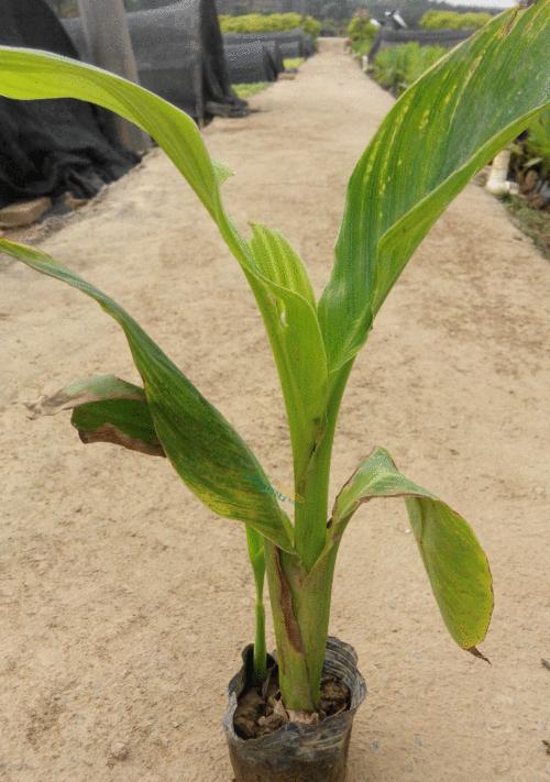 红花蕉常见虫害及防治措施（了解红花蕉的虫害，保护你的绿色财富）