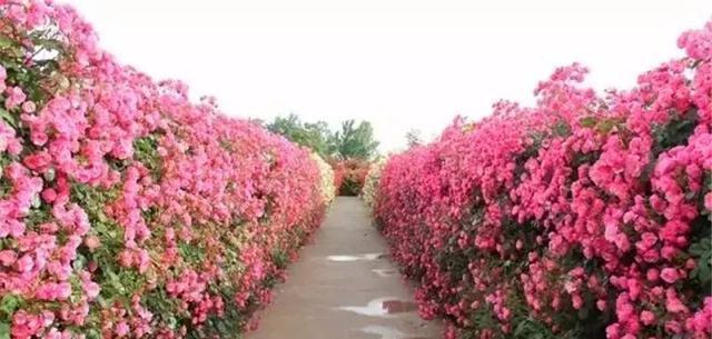 适合庭院种植的花卉（让你的庭院变成花园的秘诀）