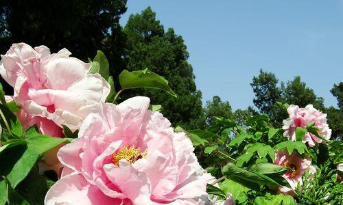 牡丹花的美与寓意（探秘花海里的精灵）