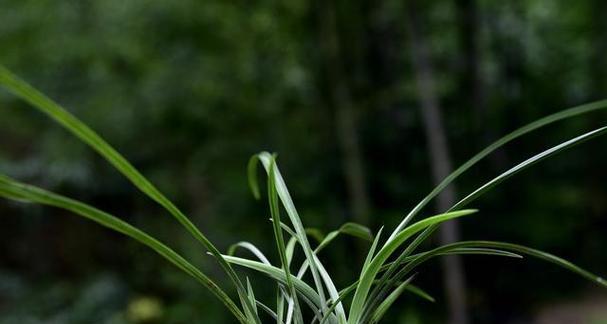 兰花种植全攻略（打造居家花园，从养兰花开始）