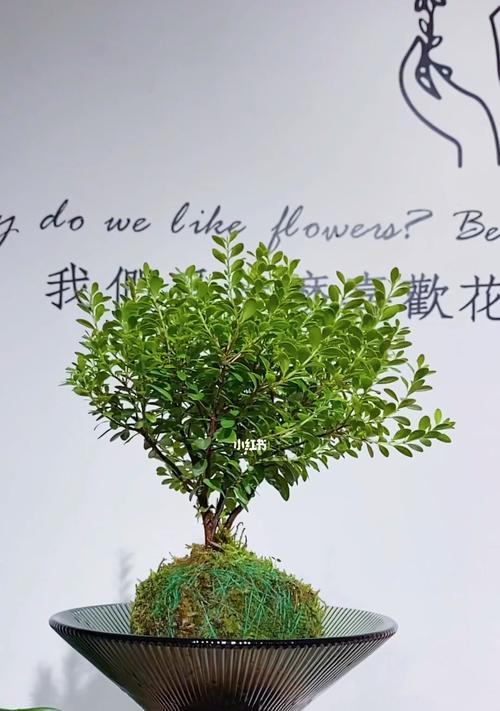 从零开始的苔玉种植（让绿意萌发在家中的秘诀）