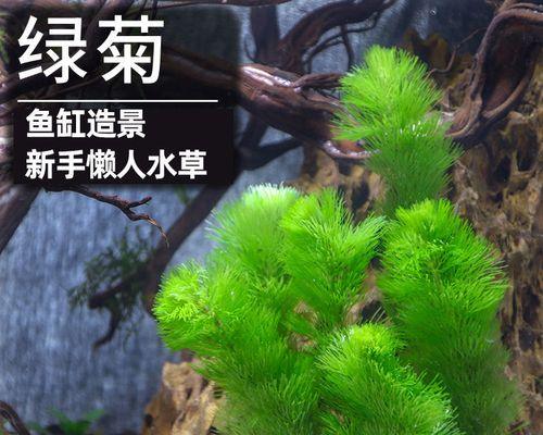 金鱼藻养护指南（打造清澈透亮的水族箱生态世界）