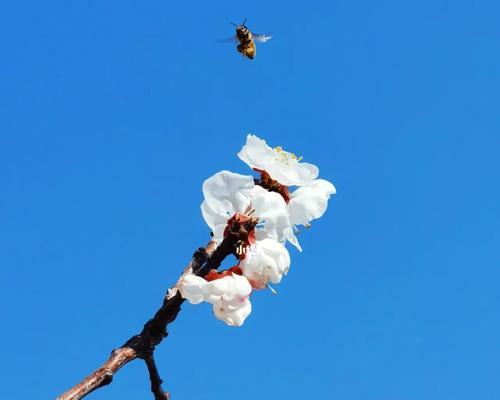 一枝春，春日绽放的美丽花卉（探寻一枝春的花期、品种及特点）