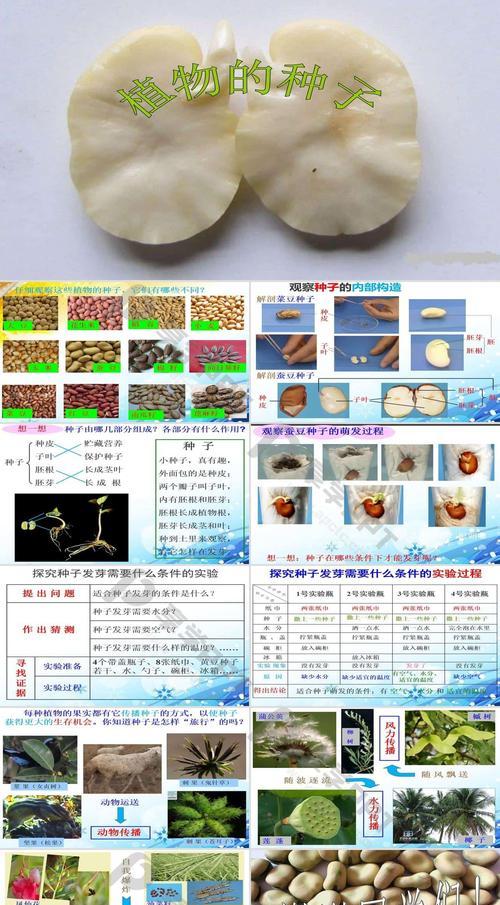 植物种子传播的方式（探究植物如何利用多种方式进行种子传播）