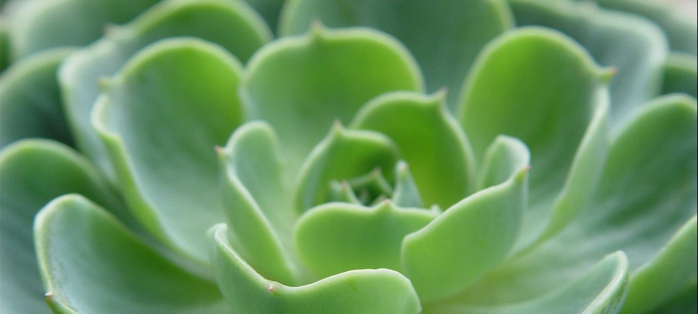 多肉植物大观园——认识常见的多肉植物（探索各式各样的多肉植物种类和名称）