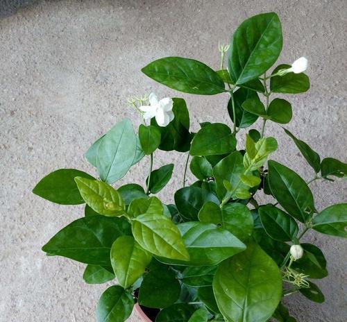 养护茉莉花，让你的家园香飘四季（茉莉花养护指南，让你的花儿健康成长）