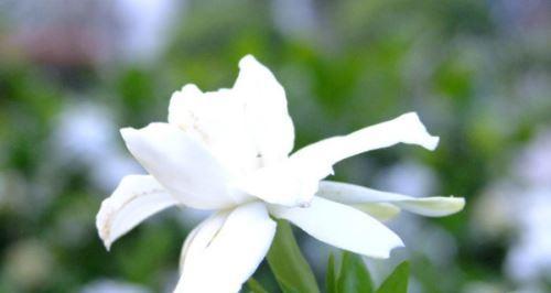 栀子花盛放，夏日芬芳（盛夏里的靓丽风景）