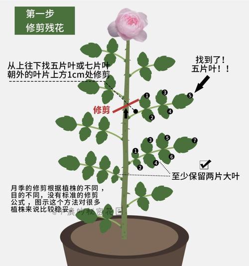 如何正确修剪月季花（月季花修剪的技巧与注意事项）