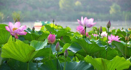 盛夏花开，这些常见的花开在你的眼前（夏日花卉欣赏，赏心悦目）