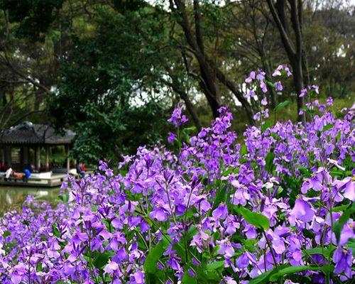 二月兰的种植和养护（打造美丽的室内花园，让你爱上花草的魅力）