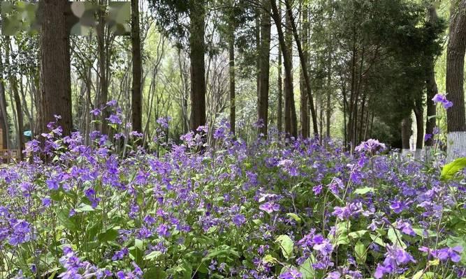 二月兰的种植和养护（打造美丽的室内花园，让你爱上花草的魅力）