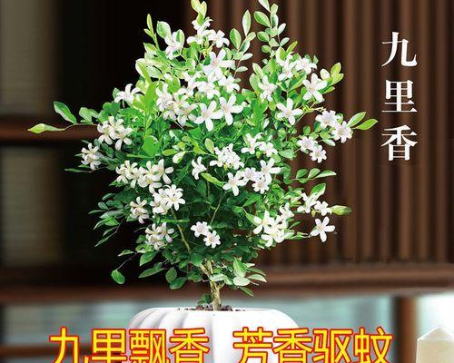 如何养护九里香花期的花朵？（打造美丽花园的秘诀）