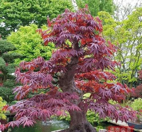 盆栽红枫树种植技巧详解（打造家居美景的选择）