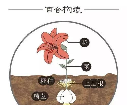 百合花的花萼之谜（揭开百合花花萼的奥秘，你知道吗？）