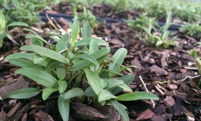 石斛兰种植全攻略（掌握种植技术，打造美丽绿色空间）