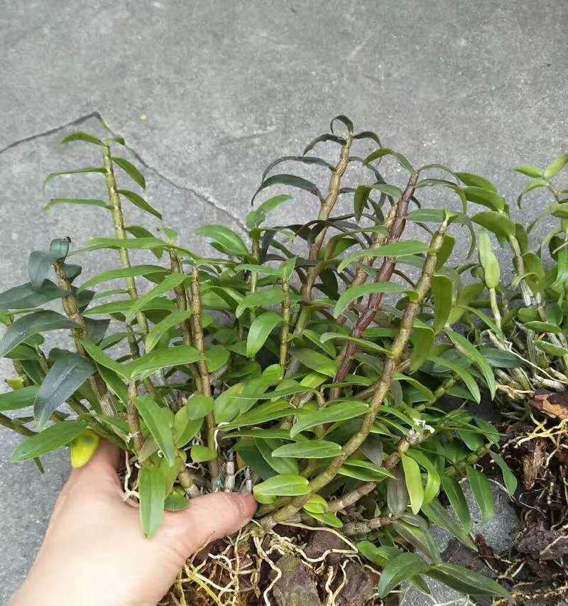 石斛兰种植全攻略（掌握种植技术，打造美丽绿色空间）