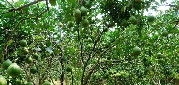 如何种植优质的柚子树（从选苗到护理，一步步实现高产柚果）