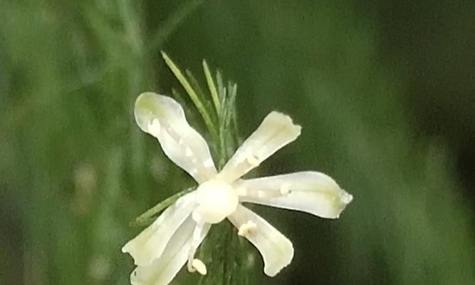 文竹开花了，让人惊喜的园艺奇观（揭秘文竹开花的原因和如何照顾文竹）