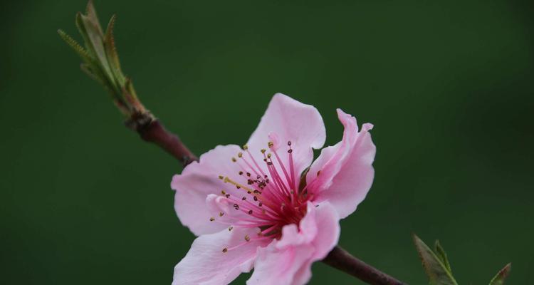 迎春花粉色美丽迷人（揭秘迎春花的神秘色彩，了解粉色迎春花的特点和魅力）