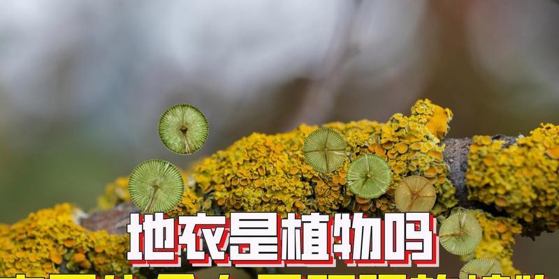 生命力顽强的植物（探索那些在极端环境下生存的绿色勇士）