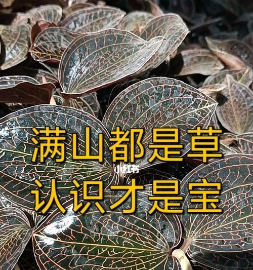 金线莲种植技术与管理（打造优质金线莲园——从选地到收获全程指南）