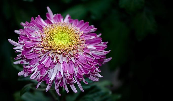 菊花的象征意义和文化价值（菊花）