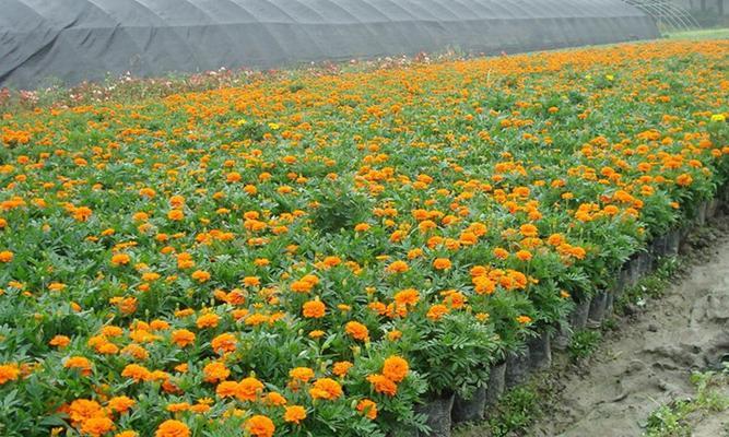 孔雀草的花语（探索孔雀草的花语之美，传递自信与骄傲）