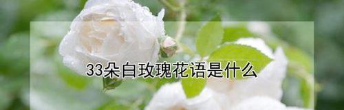 枯萎的白玫瑰花语（白玫瑰花语解读及其象征意义）