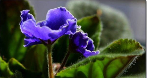 以蓝桉的花语与适宜赠送对象（探寻蓝桉花语，选对花礼送给亲友）