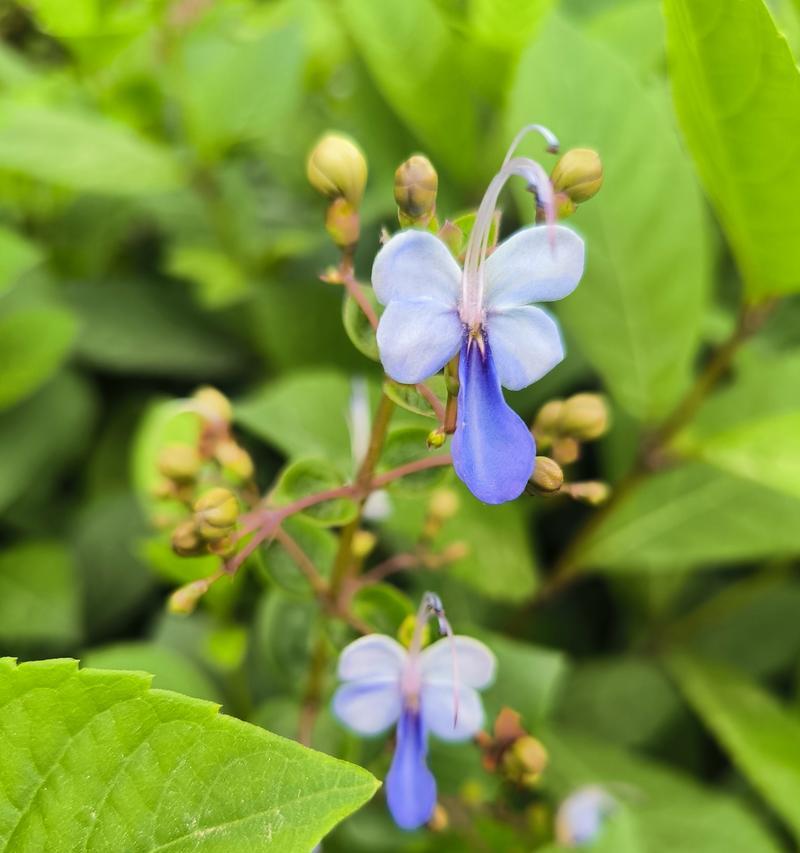 蓝蝴蝶花语的深意（探究蓝蝴蝶花的花语及其象征意义）