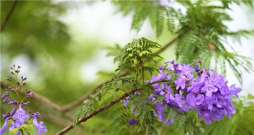 蓝花楹花语的美丽寓意（蓝花楹）