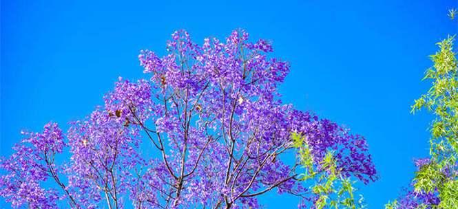 蓝花楹花语的美丽寓意（蓝花楹）