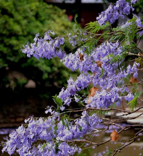 蓝花楹（探索蓝花楹花朵背后的寓意）