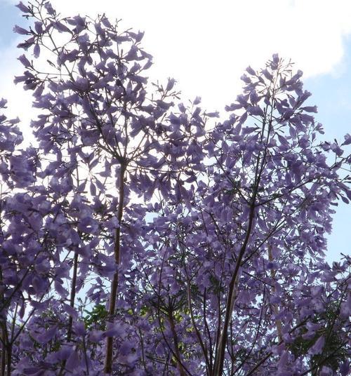 蓝花楹（探索蓝花楹花朵背后的寓意）