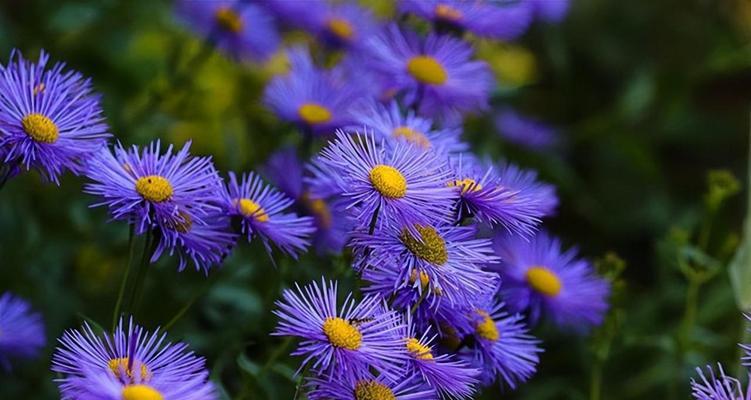 蓝色马蹄莲，花开人生（探寻蓝色马蹄莲的美丽与寓意）