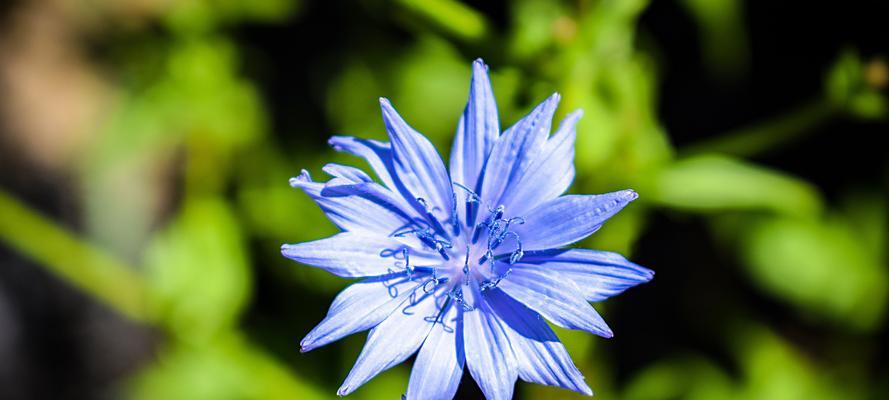 蓝色矢车菊的花语与美丽传说（深蓝之恋，真挚与忠诚）