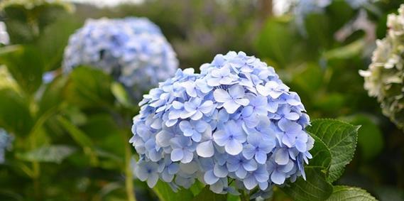 蓝色绣球花的花语之美（传递温馨和忠诚的花朵）