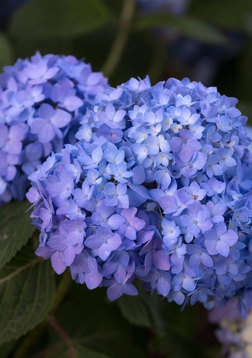 蓝色绣球花的寓意与象征（探秘蓝色绣球花的花语和文化内涵）