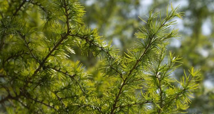 水杉树怎么种植（水杉栽植技术要点）