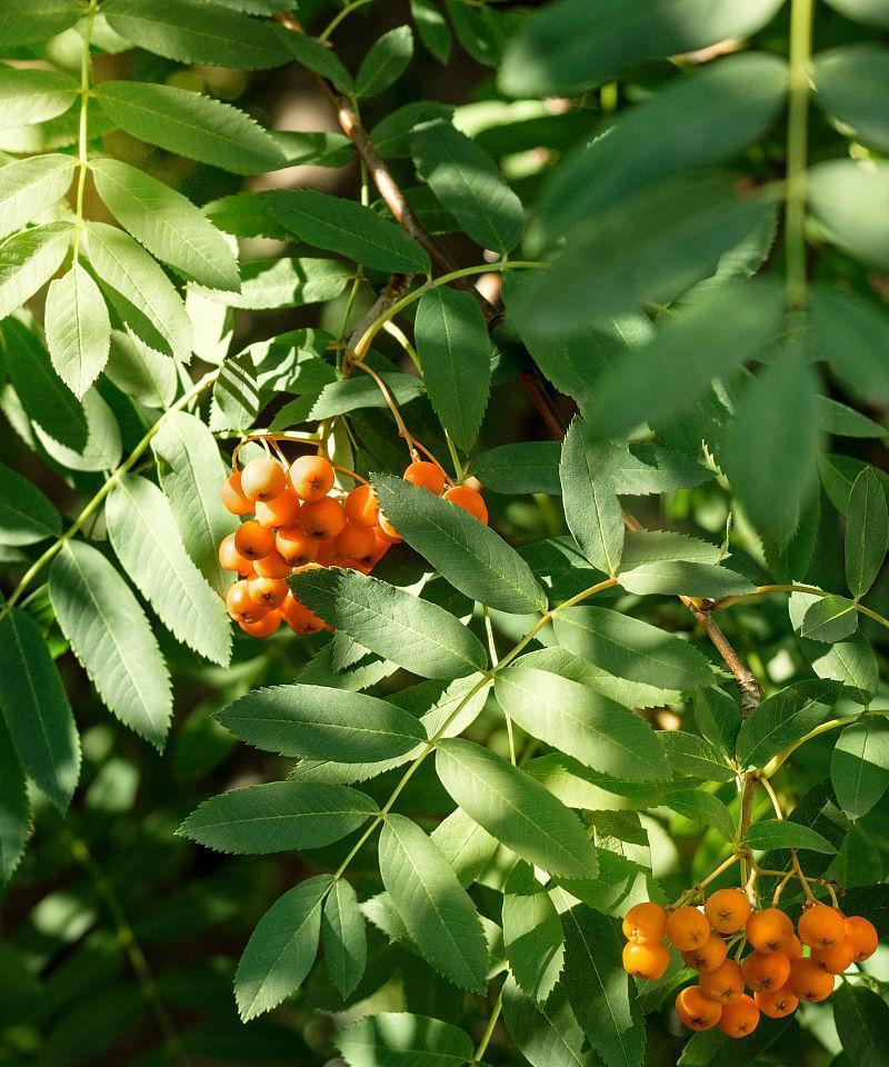 白蜡树什么时候开花结果（白蜡盆景的养护与管理）