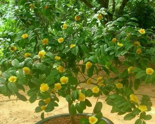 金花茶怎么种植（金花茶种植方法和技巧）